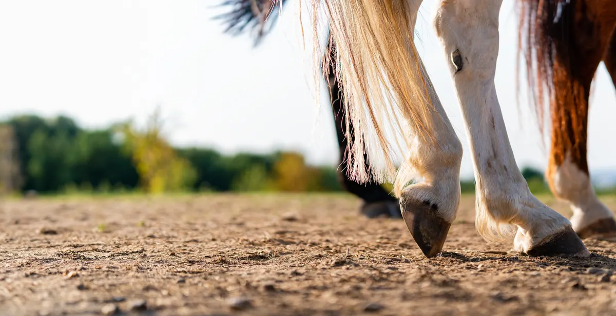 Horse standing calmly in a field