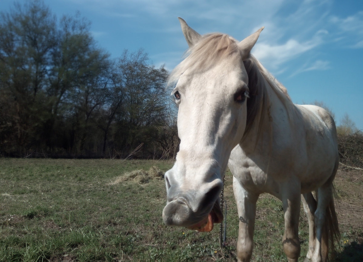 A horse standing outdoors