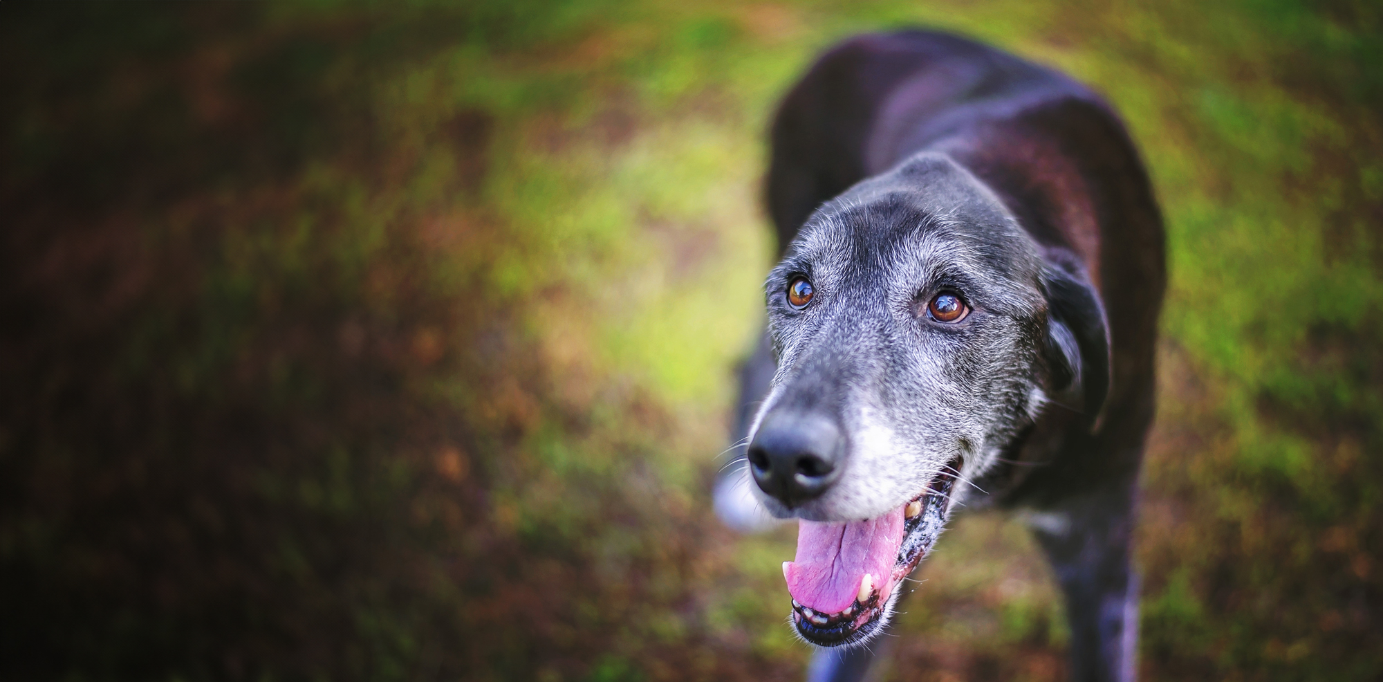 An older dog walking outdoors