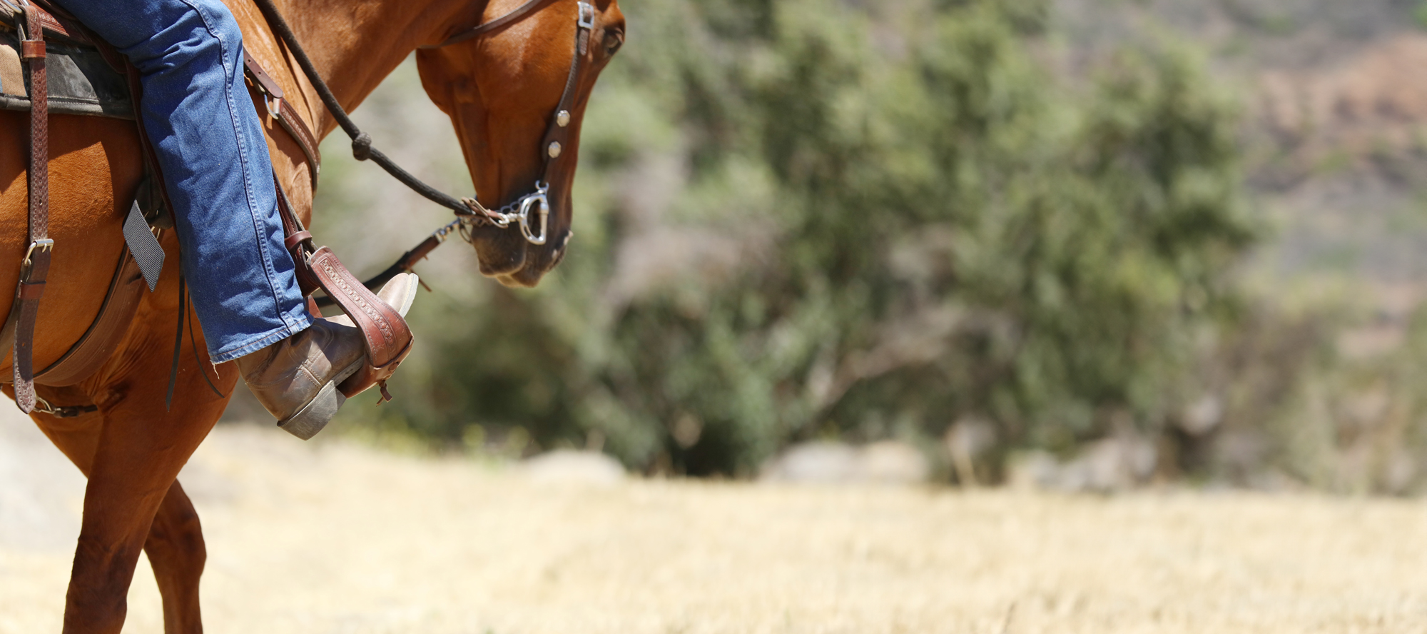 A horse and rider working in partnership