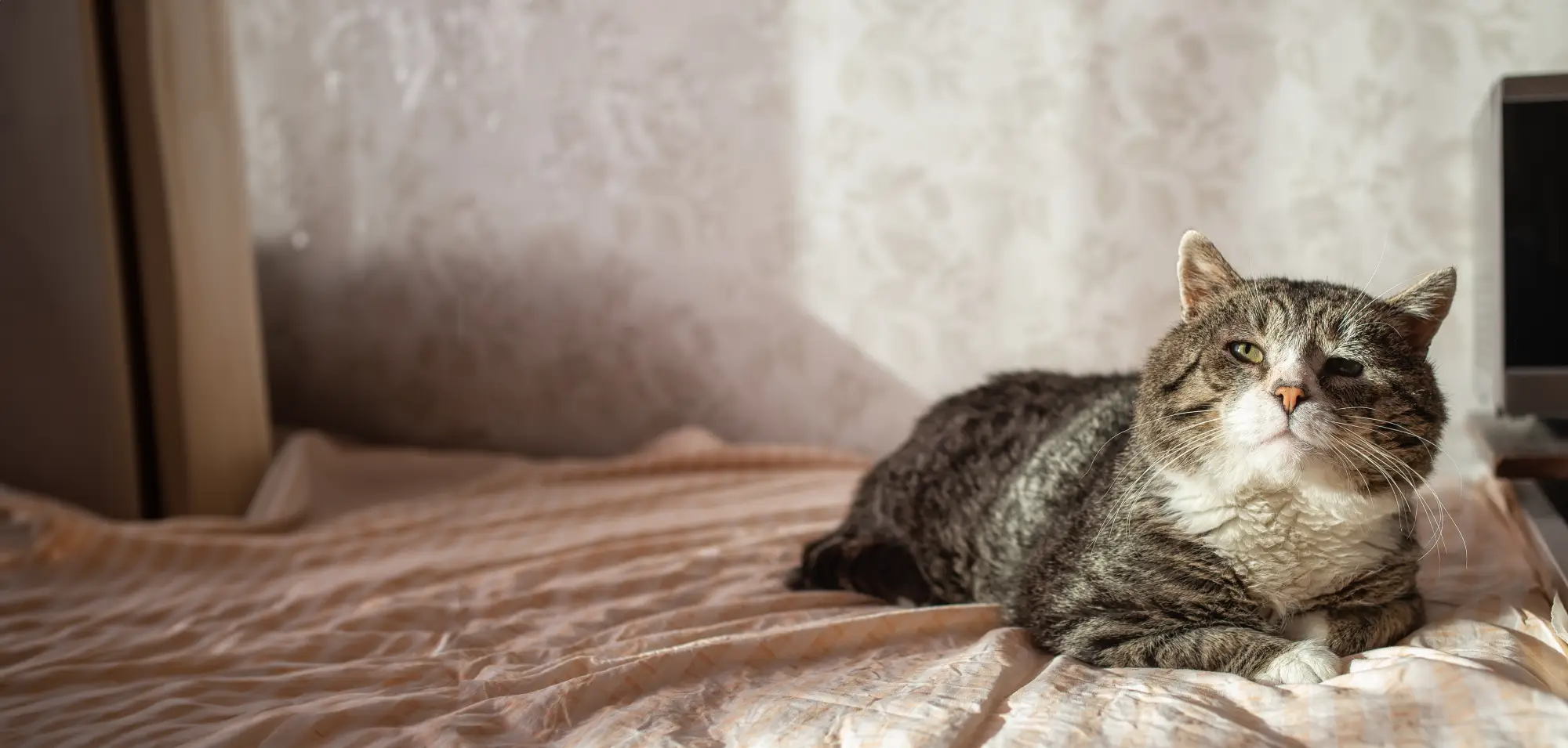 An older cat resting comfortably at home